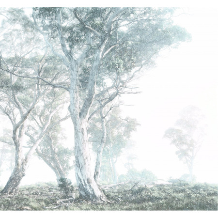 Magic Trees - fototapet - 2,8x3 m - fra Tapetcompagniet