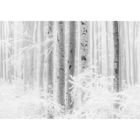 Winter Wood - fototapet - 2,8x4 m - fra Tapetcompagniet