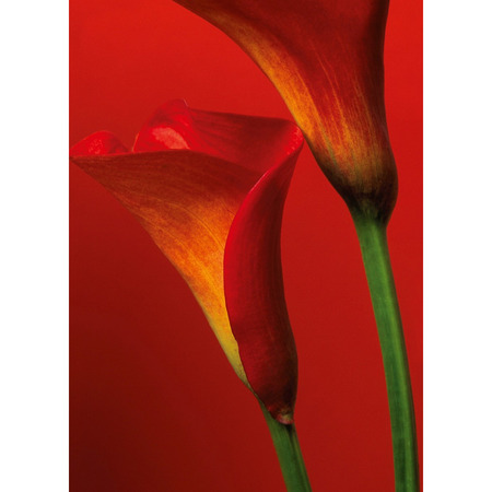 Red Calla Lilies - fototapet - 254x183 cm - fra Wizard and Genius