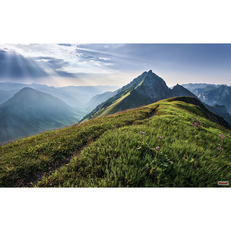 Green Vein - fototapet - 250x400 cm - fra Komar