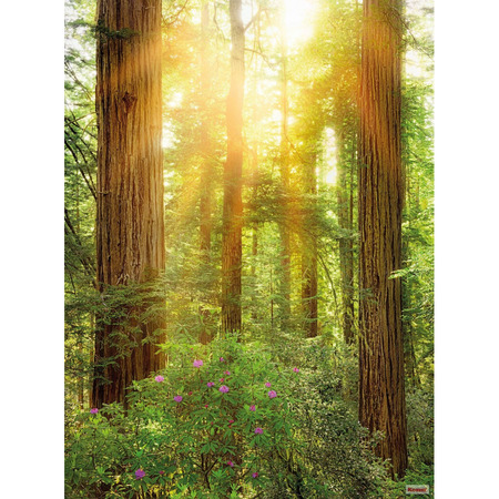 Redwood - fototapet - 250x200 cm - fra Komar