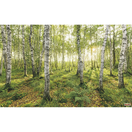 Birch Trees - fototapet - 240x400 cm - fra Komar