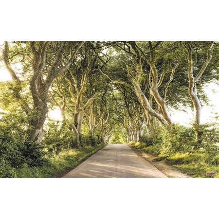 Golden Hedges - fototapet - 250x400 cm - fra Komar