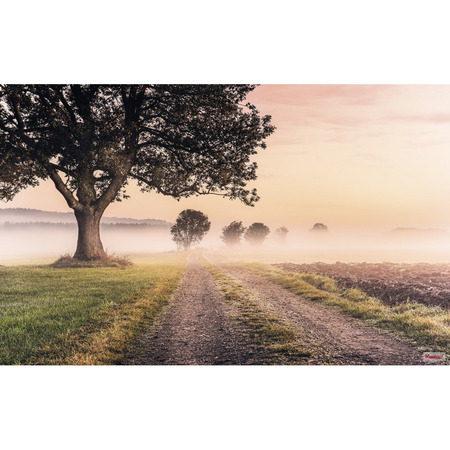 Misty Morning - fototapet - 250x400 cm - fra Komar