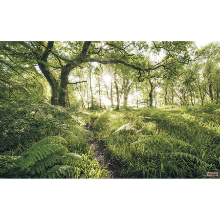 Mystic Path - fototapet - 250x400 cm - fra Komar